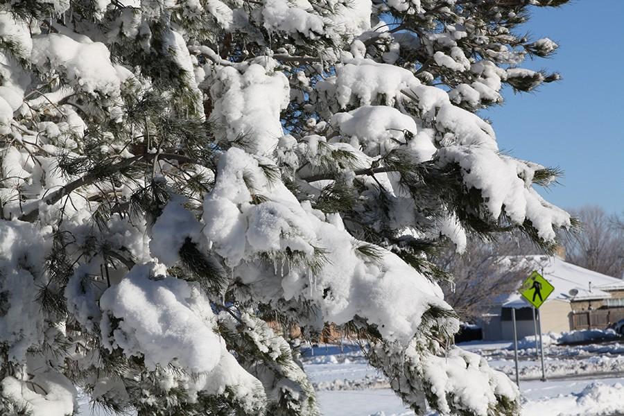About 11 inches of snow fell throughout Canyon Jan. 21-22, resulting in a snow day, Jan. 22.