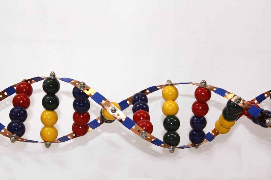 This DNA model was created by graduate Sammy Huseman as student in Cortney Shallers class.