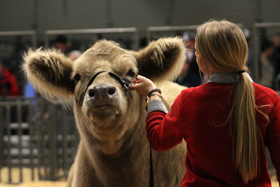 Junior Katelyn Brownd shows a steer at the Randall County Junior Livestock Show.