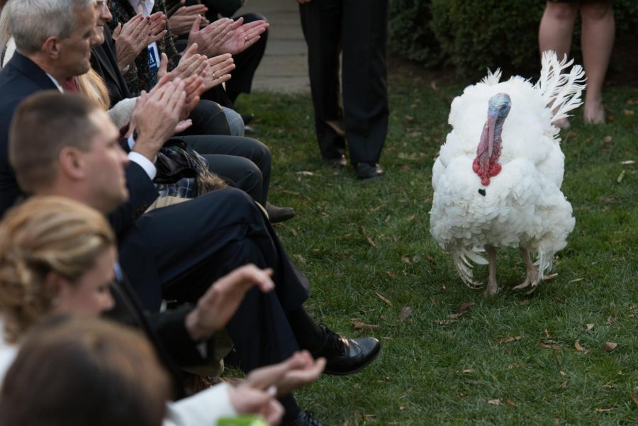 Tot, the 2016 National Thanksgiving Turkey, waits to receive his pardon from President Barack Obama on November 23, 2016 in the Rose Garden. The ceremony in 2016 marked President Obamas final turkey pardoning after two terms in office.