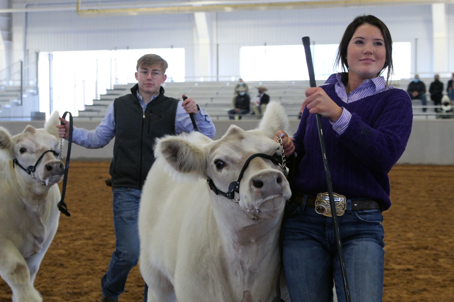 Seniors Reid Rousser and Raylee Bain show off their cattle during the steer portion of the Randall County Junior Livestock Show Monday, Jan. 18. Rousser has shown steer for over a year and said the county show is more laid back than other shows. “You want to catch the eye of the judge to make sure he gets a good look at your calf, and you need to be very presentable,” Rousser said. “The end goal is to be at the top of your class. Your calf needs to be smooth on the walk. He needs to look good from his profile and from the back.”