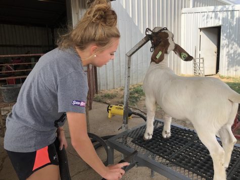 After months of hard work, Canyon High School students participated in the Randall Country Junior Livestock Show Jan. 8-15. “I raise all the goats that I show,” Cowley said. “My parents started raising them when I was born, so I was kind of born into it. We all have something in common: a drive to win and do good.”