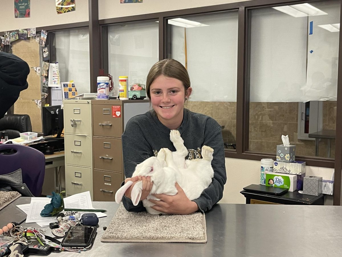 Senior Hannah Craig holds a rabbit in Jennifer Bartons small animal management class. On Aug. 15 CISD enforced a new policy restricting animals from being on any campus. “I hope the district and state look into exceptions to this policy for student learning and also support animals such as Charlie,” Barton said. 